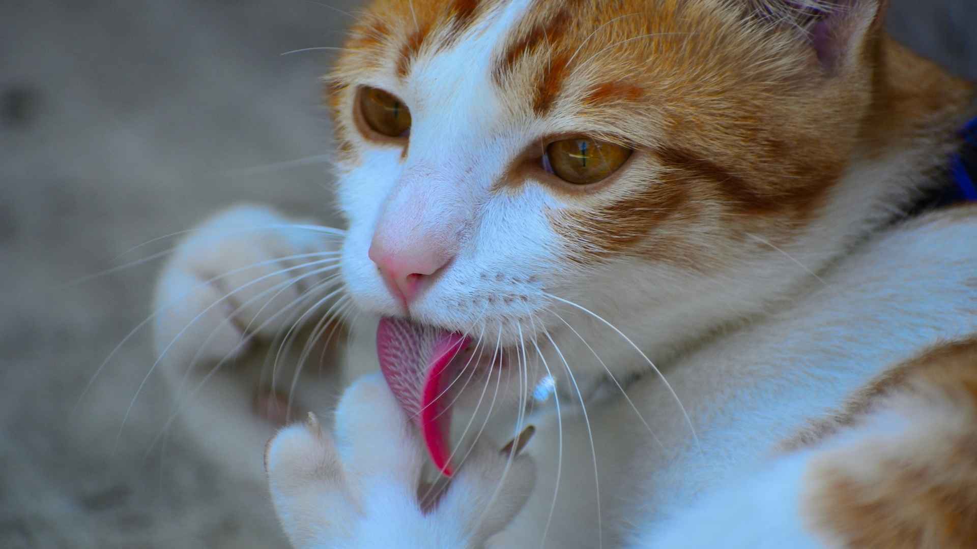 imagenes de la lengua de los gatos​